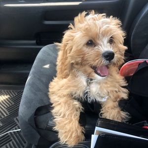 Meet your Posher, Libby